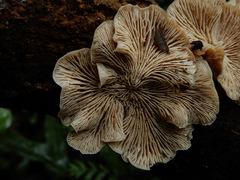 Lentinellus pulvinulus