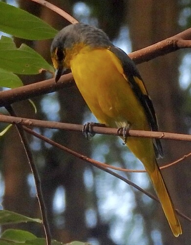 Orange Minivet