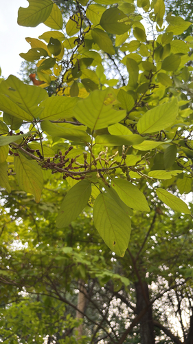 Dendrolobium umbellatum observed 2026-09-01