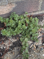 Veronica agrestis