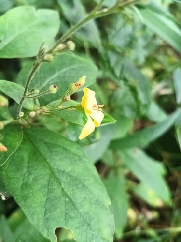 Yellow Loosestrife