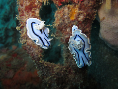 Chromodoris willani