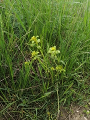 Uromyces pisi-sativi