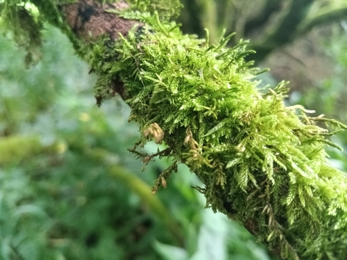 Lateral Cryphaea