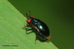 Spaniocelyphus cognatus