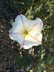 Datura ceratocaula