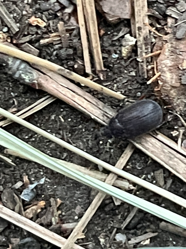 iNaturalist observation photo of Beetles