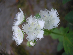 Phacelia fimbriata