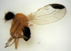 Phyllodromia flexura
