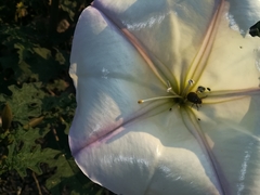 Datura ceratocaula