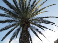 Arecaceae