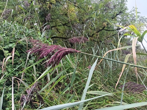 common reed