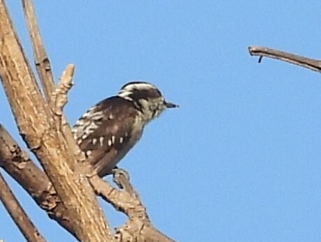 Brown-capped Pygmy Woodpecker
