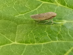 Thamnotettix dilutior