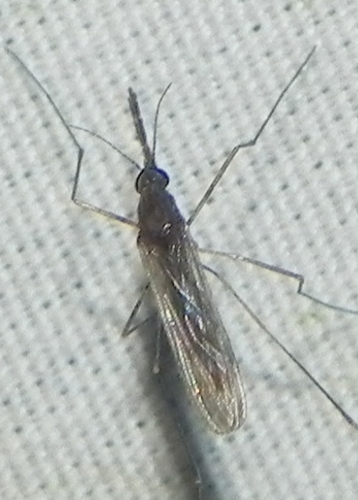 Winter Marsh Mosquito