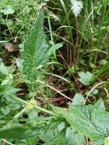 European water-horehound