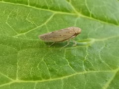 Thamnotettix dilutior