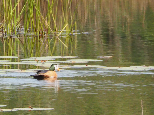 iNaturalist image