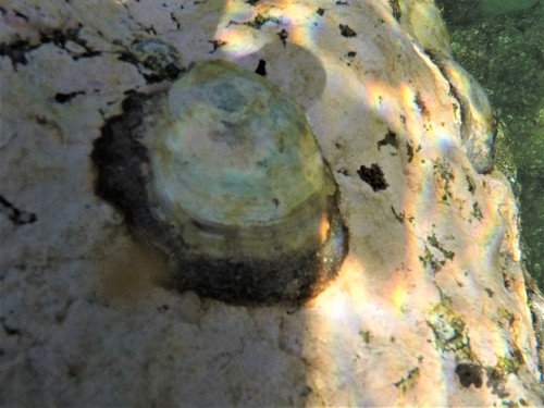 stone oyster