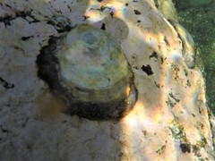 Crassostrea columbiensis