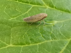 Thamnotettix dilutior