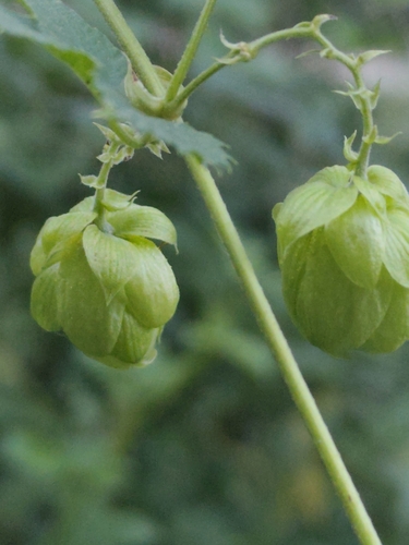 common hops