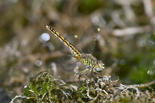 Northern Banded Groundling