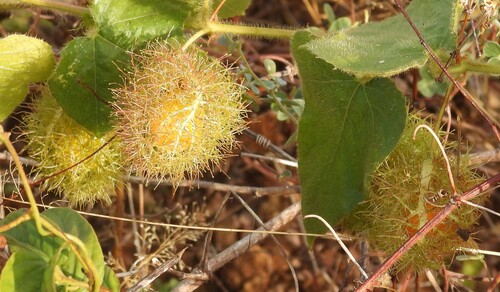 Orangefruit Passionflower