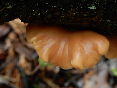 Lentinellus pulvinulus