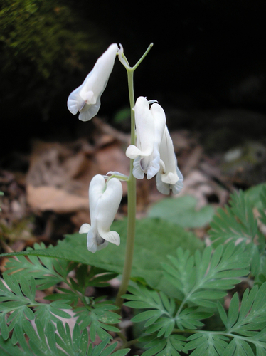 Dicentra canadensis, photograph 3