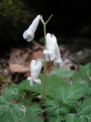 author not stated, no rights reserved Dicentra canadensis, photograph author not stated, no rights reserved