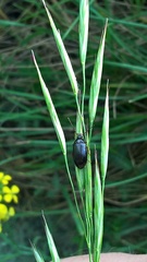 Gonodera luperus