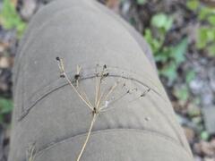 Physospermum cornubiense