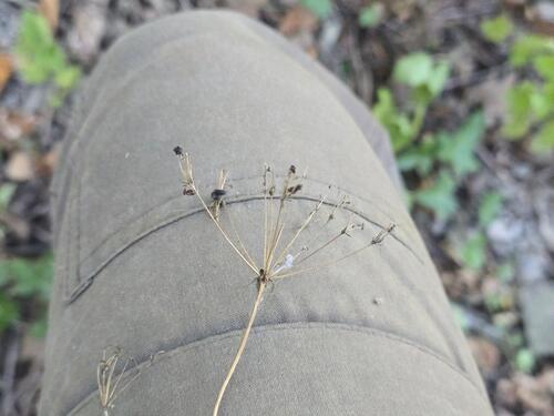 Physospermum cornubiense, photograph 1