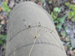 Physospermum cornubiense, photograph (c) Сергей Голубев, some rights reserved (CC BY)