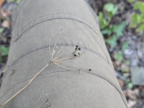 Physospermum cornubiense, photograph 2