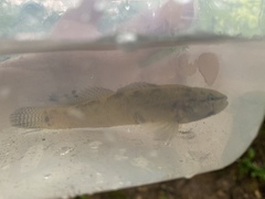 Etheostoma squamiceps