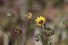 Osteospermum monstrosum, photograph (c) Hugo Innes, some rights reserved (CC BY)