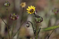 Osteospermum monstrosum, photograph (c) Hugo Innes, some rights reserved (CC BY)