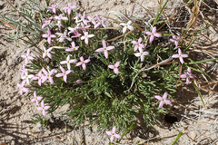 Houstonia rubra