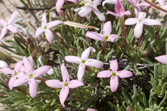 Houstonia rubra