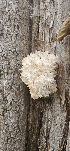 Coral tooth fungus