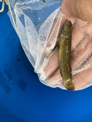 Etheostoma squamiceps