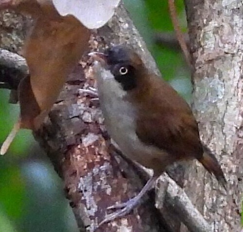 Dark-fronted Babbler