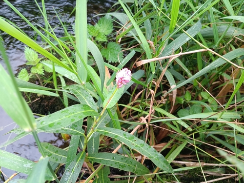 water smartweed