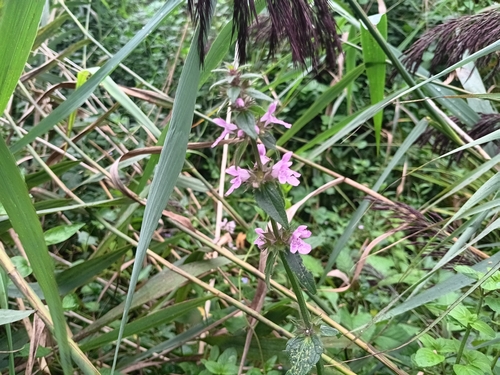 Marsh Woundwort