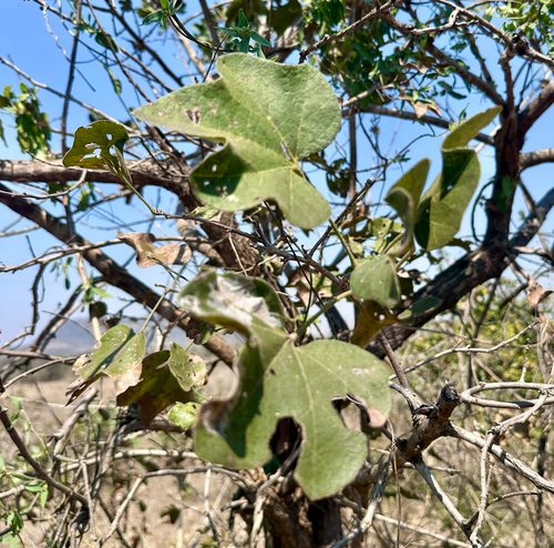 chewing gum tree