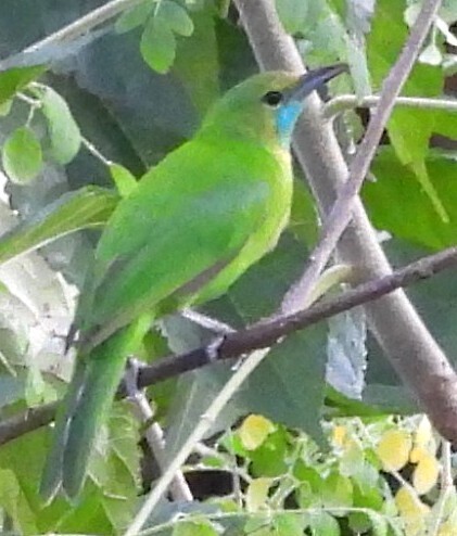 Jerdon's Leafbird