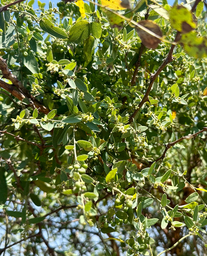 Bushveld Moonseed Creeper
