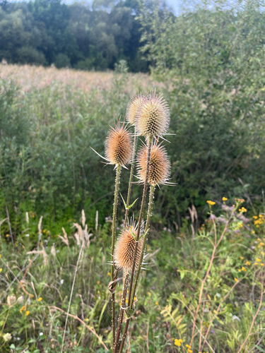 cutleaf teasel